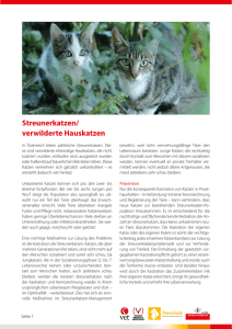 Katzenkastration Detailinformation Streunerkatzen