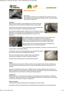 Stachelschwein PDF OLIs Tierlexikon