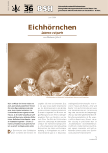 Eichhörnchen - Biologische Schutzgemeinschaft Hunte Weser