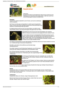 Seepferdchen PDF OLIs Tierlexikon