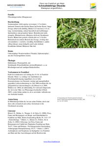 Elaeagnus angustifolia L. Schmalbl  trige weide