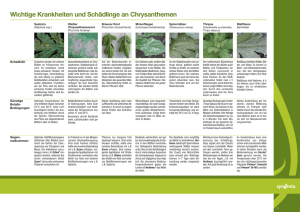 Bestimmungshilfe Chrysanthemen