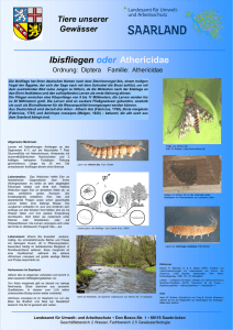 Ibisfliegen oder Athericidae (PDF, 0,76 MB )