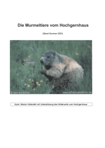 Die Murmeltiere vom Hochgernhaus