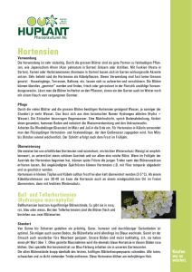 Hortensien - Huplant Pflanzenkulturen AG