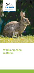 Wildkaninchen in Berlin