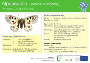 Alpenapollo (Parnassius phoebus)
