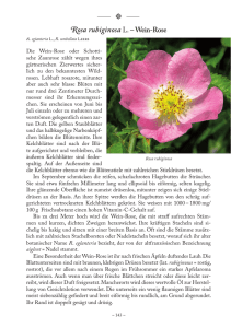 osa rubiginosa L. –Wein-Rose