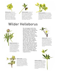 Wilder Helleborus - Peter Janke Gartenkonzepte