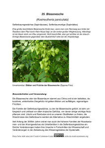 25. Blasenesche (Koelreutheria paniculata)
