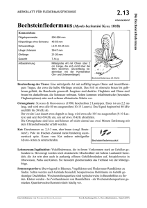 2.13 Bechsteinfledermaus(Myotis bechsteini KUHL 1818)