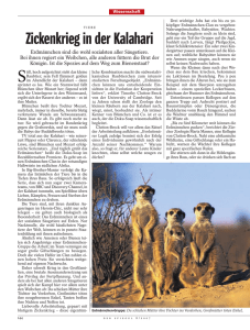 Zickenkrieg in der Kalahari - The Kalahari Meerkat Project