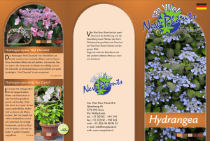 Hydrangea - van Vliet New Plants