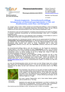 2016-08 Strauzia longipennis