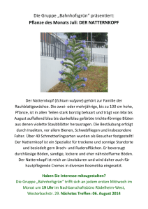 Die Gruppe „Bahnhofsgrün“ präsentiert: Pflanze des Monats Juli
