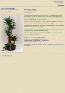 Solitärpflanze Gattung/Art: Yucca elephantipes Familie: Agavaceae