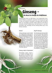 Ginseng - Pistor