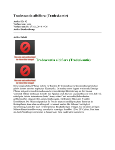 Tradescantia albiflora (Tradeskantie) Artikel ID: 42 Verfasst von