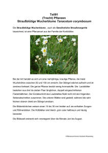 Teil91 (Tracht) Pflanzen Straußblütige Wucherblume Tanacetum