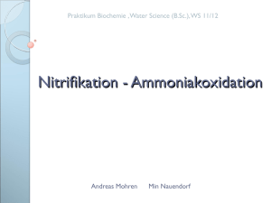Nitrifikation - Ammoniakoxidation