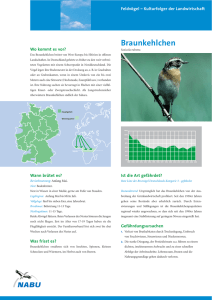 Factsheets zu Feldvögel