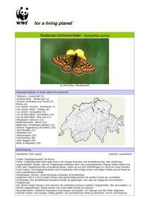 Skabiosen-Scheckenfalter - Euphydrias aurinia