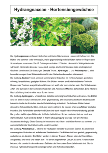 Hydrangeaceae - Hortensiengewächse