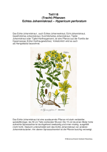 (Tracht) Pflanzen Echtes Johanniskraut – Hypericum perforatum
