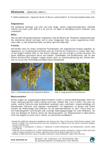 Stieleiche – Quercus robur L.