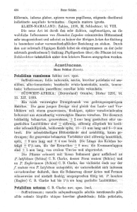 Acanthaceae Beitr. z. Kenntn. afrik. Flora von H. Schinz.