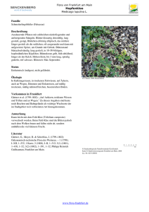 Medicago lupulina L. Hopfenklee - Die Flora von Frankfurt am Main