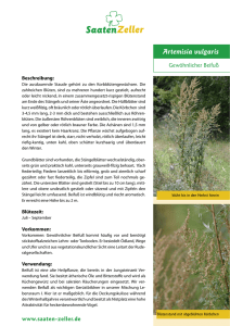 2004-10 Artemisia vulgaris.indd