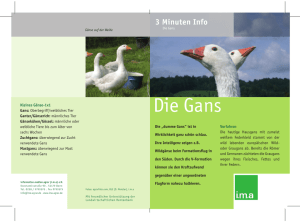 Die Gans - information.medien.agrar eV