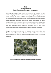 Teil2 (Tracht) Pflanzen Feld-Mannstreu Eryngium campestre