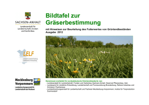 Bestimmungsschlüssel Gräser 2012 (PDF 2,98 MB)