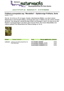 Fritillaria acmopetala ssp. `Wendelboi` -