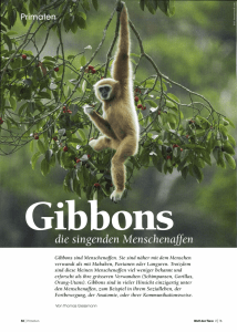 Gibbons sind Menschenaffen. Sie sind näher mit dem Menschen