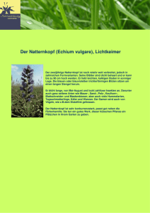 Der Natternkopf (Echium vulgare), Lichtkeimer