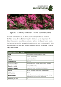 Spiraea ‚Anthony Waterer` – Rote Sommerspiere