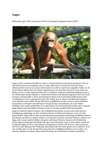 Männchen, geb. 2012, seit Januar 2014 im Sintang Orangutan