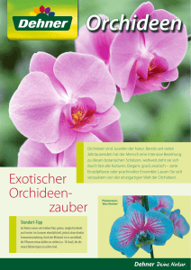 Kompetenzflyer Orchideen