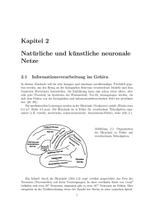 Kapitel 2 Natürliche und künstliche neuronale Netze
