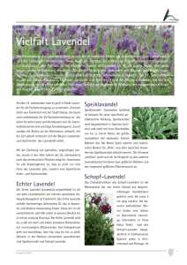 Vielfalt Lavendel - agrar.steiermark.at