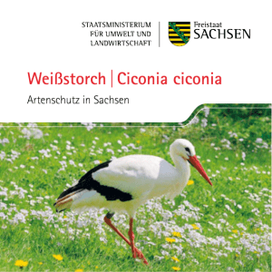 Weißstorch |Ciconia ciconia - Publikationen
