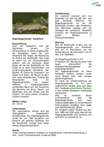 Regenbogenforelle - Raubfisch Beschreibung Kopf und