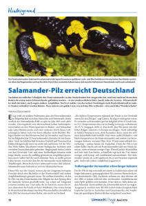 Salamander-Pilz erreicht Deutschland