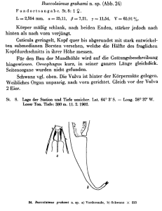 Buccolaimus grahami n. sp. (Abb. 24) Körper mäßig schlank, nach