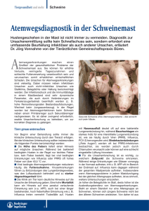 Atemwegsdiagnostik in der Schweinemast