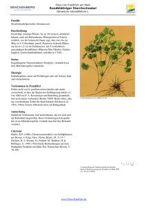 Geranium rotundifolium L. Rundbl  triger Storchschnabel