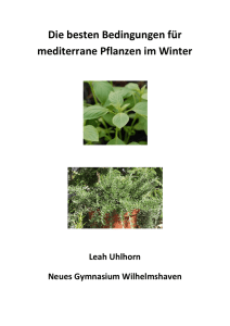 Die besten Bedingungen für mediterrane Pflanzen im Winter